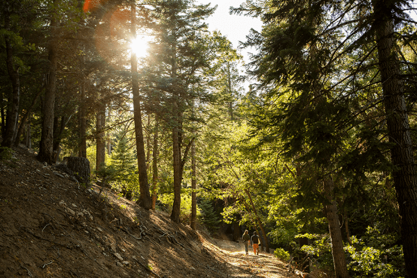 Shinrin-yoku: A Case for Forest Bathing – KonMari | The Official ...